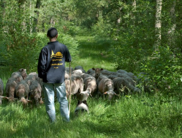 Nederland geeft landloperskolonies Unesco-nominatie