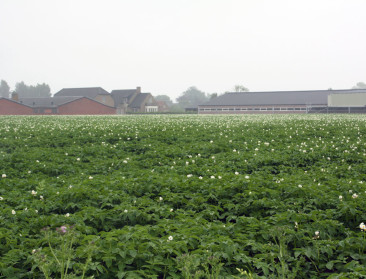 Zorgt watchITgrow voor revolutie in aardappelsector?