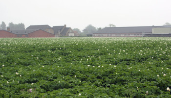 Historische daling van aardappelareaal in Noordwest-Europa, België op kop