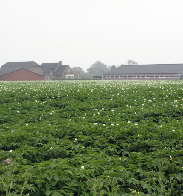 Historische daling van aardappelareaal in Noordwest-Europa, België op kop