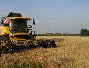 Van graan tot tapkraan, oogst van brouwgerst voor de deur