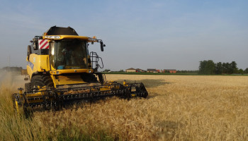 Van graan tot tapkraan, oogst van brouwgerst voor de deur