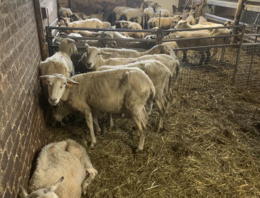 Blauwtonginfectie in Limburg, ook Nederlandse dieren ziek ondanks vaccinatiecampagne