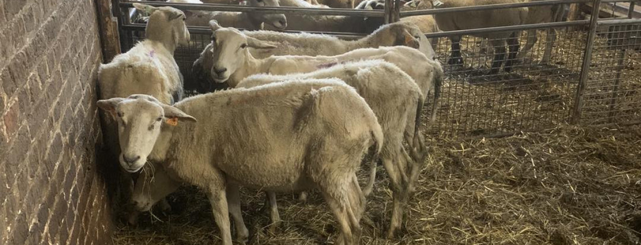 schapen facebook herkenrode