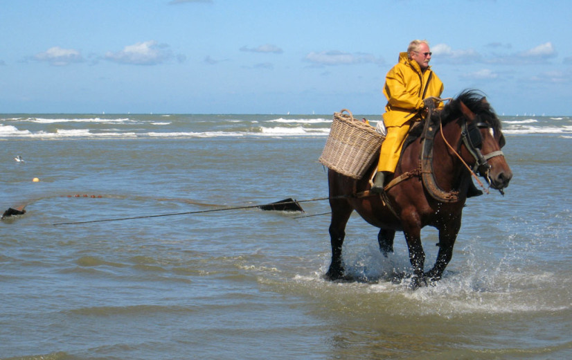 Unesco-oorkonde voor Oostduinkerkse paardenvissers