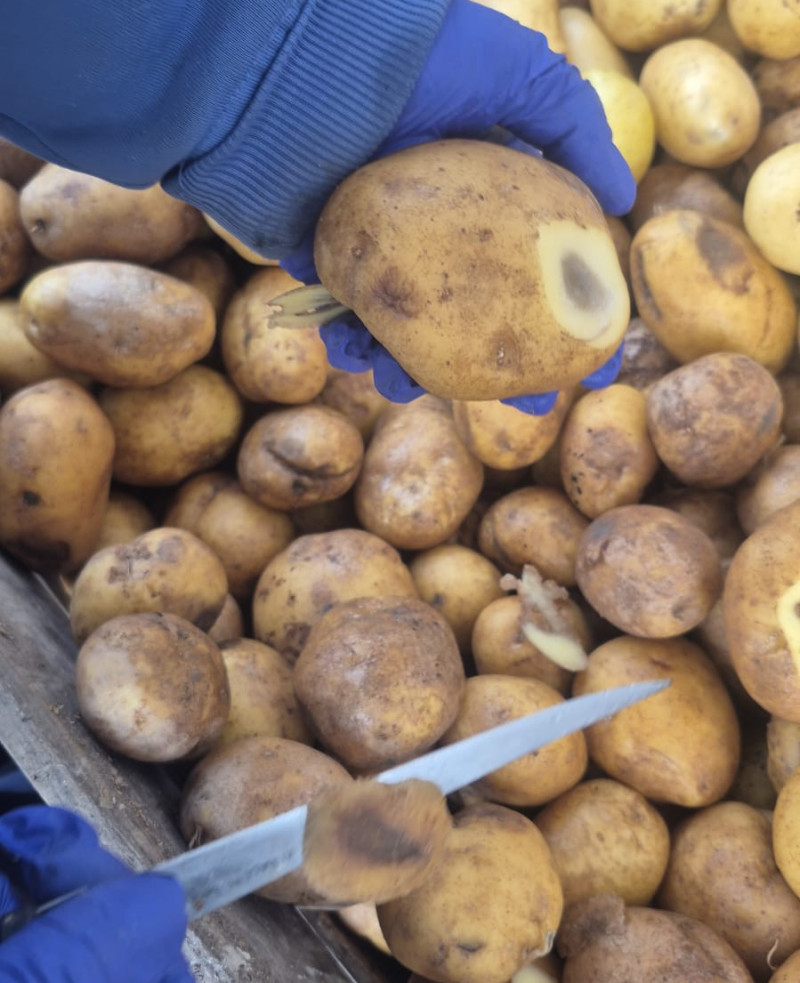 drukplek aardappelen_dewitte potatoes