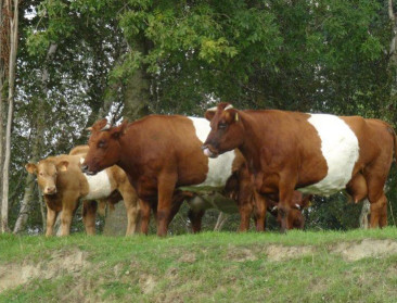 Hoe zwaar weegt publieksraadpleging op landbouwbeleid?