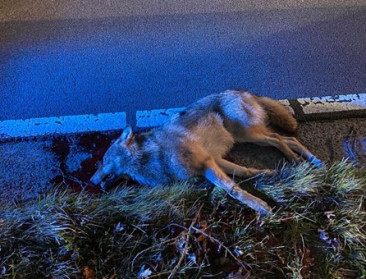 Jonge wolf doodgereden op grens van Peer en Oudsbergen