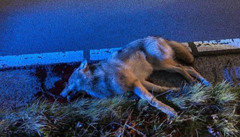 Jonge wolf doodgereden op grens van Peer en Oudsbergen