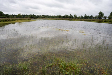 Watercrassula is een invasieve waterplant afkomstig uit Australie en Nieuw-Zeeland en ingevoerd als vijverplant