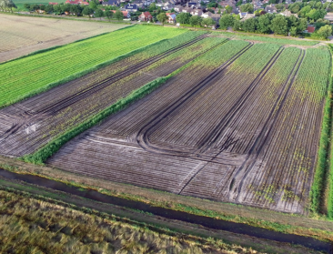 Weersomstandigheden beïnvloeden oogstvoorspelling