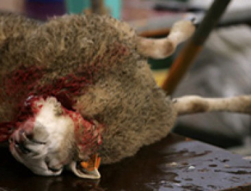 De bijna verboden slachtvloeren waren heel populair