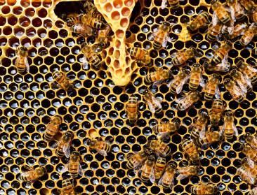 Ook honing dreigt duurder te worden door oorlog in Oekraïne