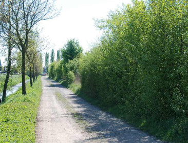 Vlaanderen investeert in 38 kilometer aan nieuwe houtkanten