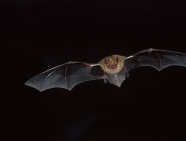 "Belang vleermuis voor landbouw niet te onderschatten"