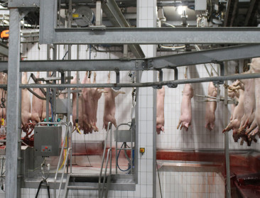 Varkensslachthuis in Tielt beschermd tegen schuldeisers