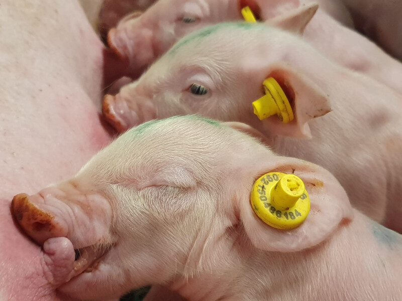 Katrijn Hooyberghs 1