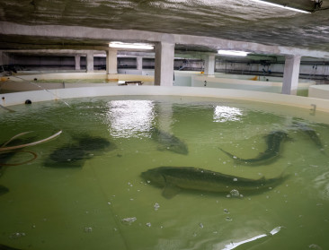 Milieukoepel kritisch voor kaviaarkwekerij in Kinrooi: “438 miljoen liter grondwater per jaar”