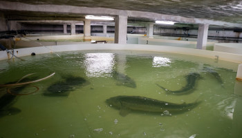 Milieukoepel kritisch voor kaviaarkwekerij in Kinrooi: “438 miljoen liter grondwater per jaar”