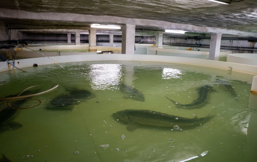 Milieukoepel kritisch voor kaviaarkwekerij in Kinrooi: “438 miljoen liter grondwater per jaar”