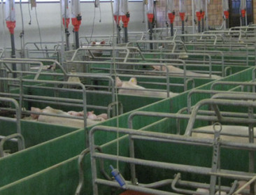 Sp.a wil weg van industriële voedselproductie