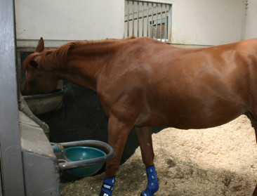 Paardenhouderij hengelt naar uitbreiding van Pachtwet