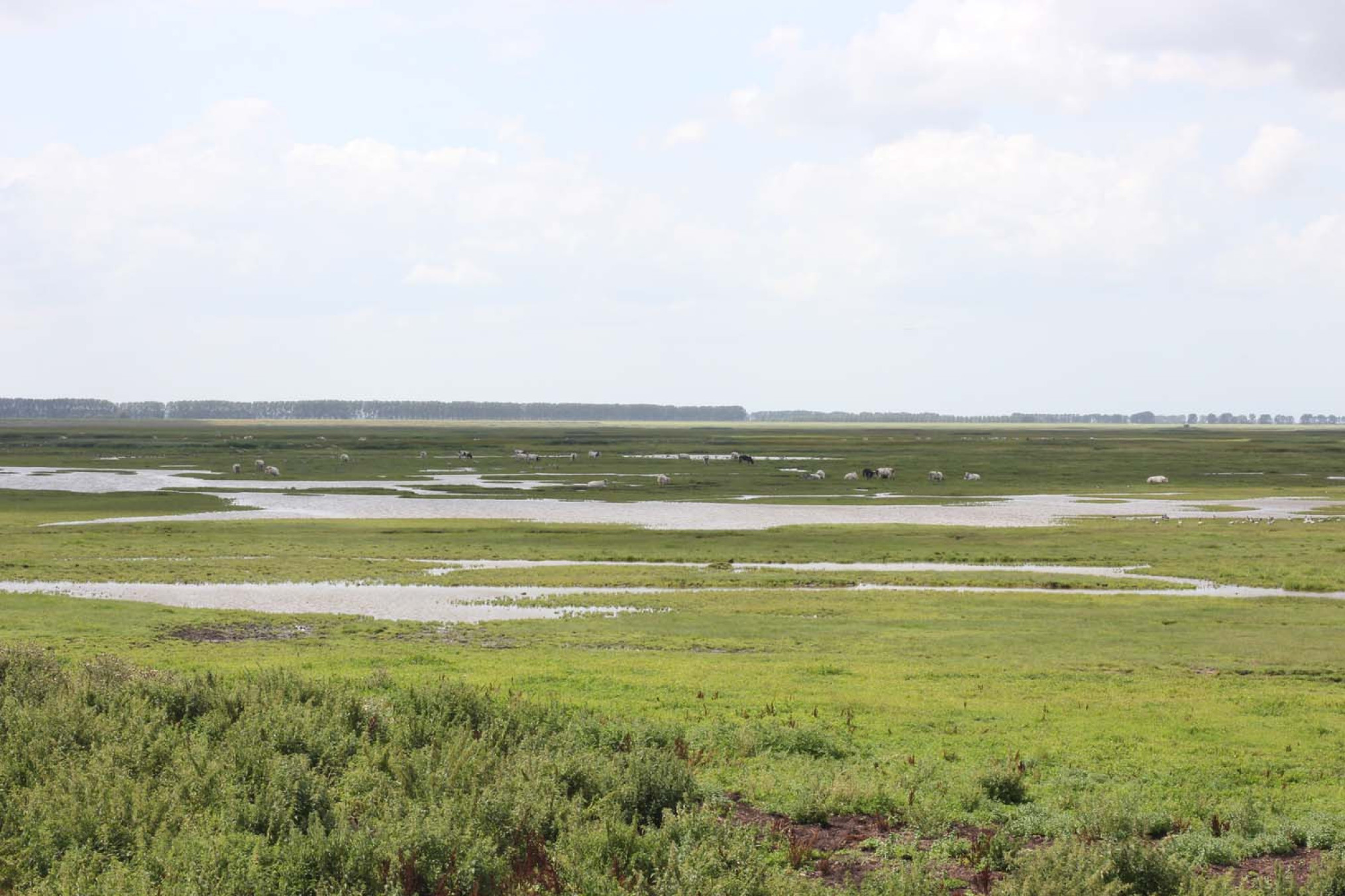 Koeien op Verdronken Land Van Saeftinghe