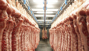 Dalende melkprijs, opstallen en start wildseizoen vergroten afvoer reforme koeien