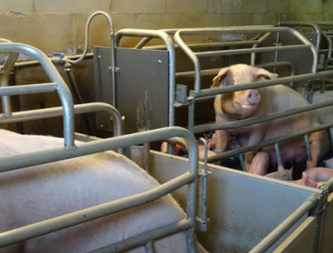 Vlaamse varkenshouders blinken niet uit in vertrouwen