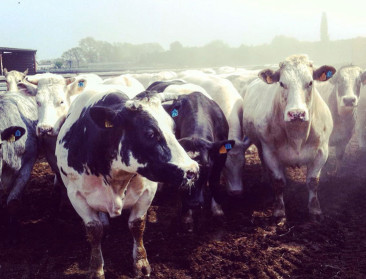 Warme sanering deel van Boerenbond-actieplan vleesvee
