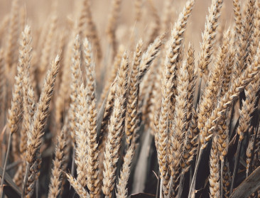 Delhaize lanceert duurzamer broodassortiment gemaakt van regeneratieve tarwe