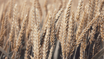 Delhaize lanceert duurzamer broodassortiment gemaakt van regeneratieve tarwe