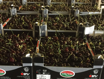 BFV realiseert recordverkoop van 3,4 mio kilo kersen