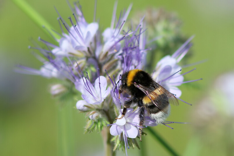 Aardhommel © Bart Verstraete_Natuurpunt