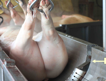 Belgian Pork Group transparant in notering varkensprijs