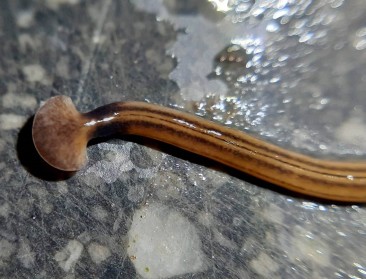 Exotische landplatwormen bedreigen bodemleven