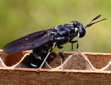 "Zwarte soldaatvlieg nuttig voor voeding en chemie"