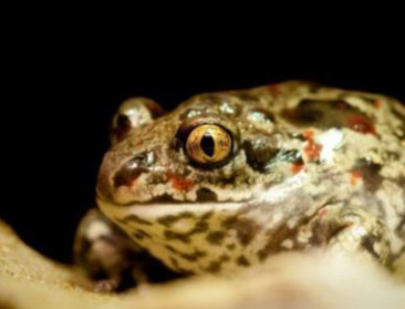 Landbouwers helpen zeldzame knoflookpad heropleven