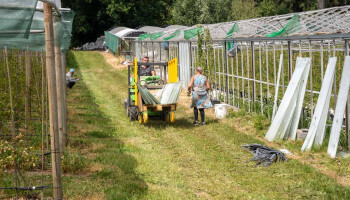 Grootste teler van stekelbessen verliest serre door hagel