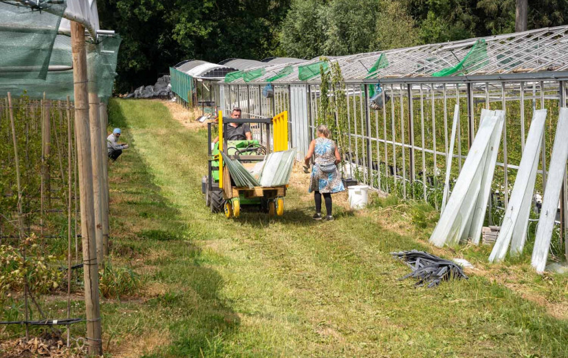 Grootste teler van stekelbessen verliest serre door hagel