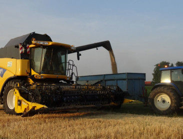 Graan is van uitzonderlijke kwaliteit dankzij hoogzomer