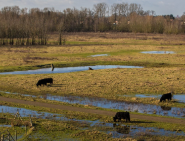 Kopzorgen door koeien die zwemmend landsgrenzen oversteken