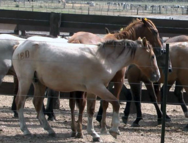 GAIA tevreden: Alle Belgische supermarktketens bannen Zuid-Amerikaans paardenvlees