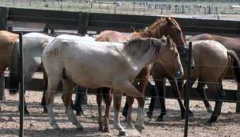 GAIA tevreden: Alle Belgische supermarktketens bannen Zuid-Amerikaans paardenvlees