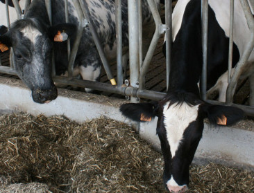 Borsus benadrukt dat dierenarts bevoorrechte partner is