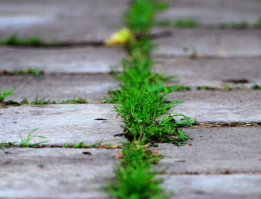 Frankrijk vertrouwt vooral hulpstof van glyfosaat niet