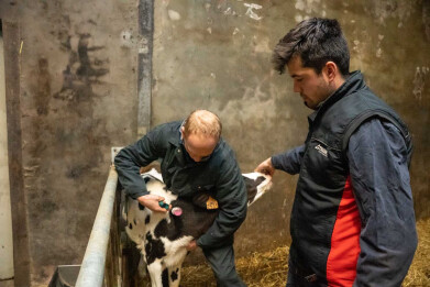 Vaccinatie kalf op bedrijf Renders