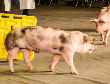 ILVO faciliteert objectieve evaluatie varkensgenetica 