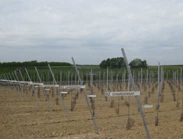 Aantal wijnbouwers in Vlaanderen in de lift