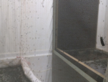 Automatisatie insectenkweek stapje dichterbij